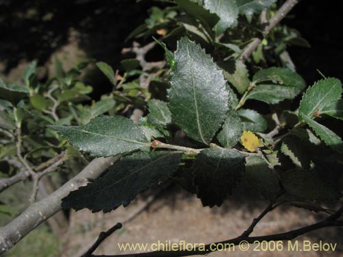 Image of Nothofagus dombeyi (Coihue / Coigüe). Click to enlarge parts of image.